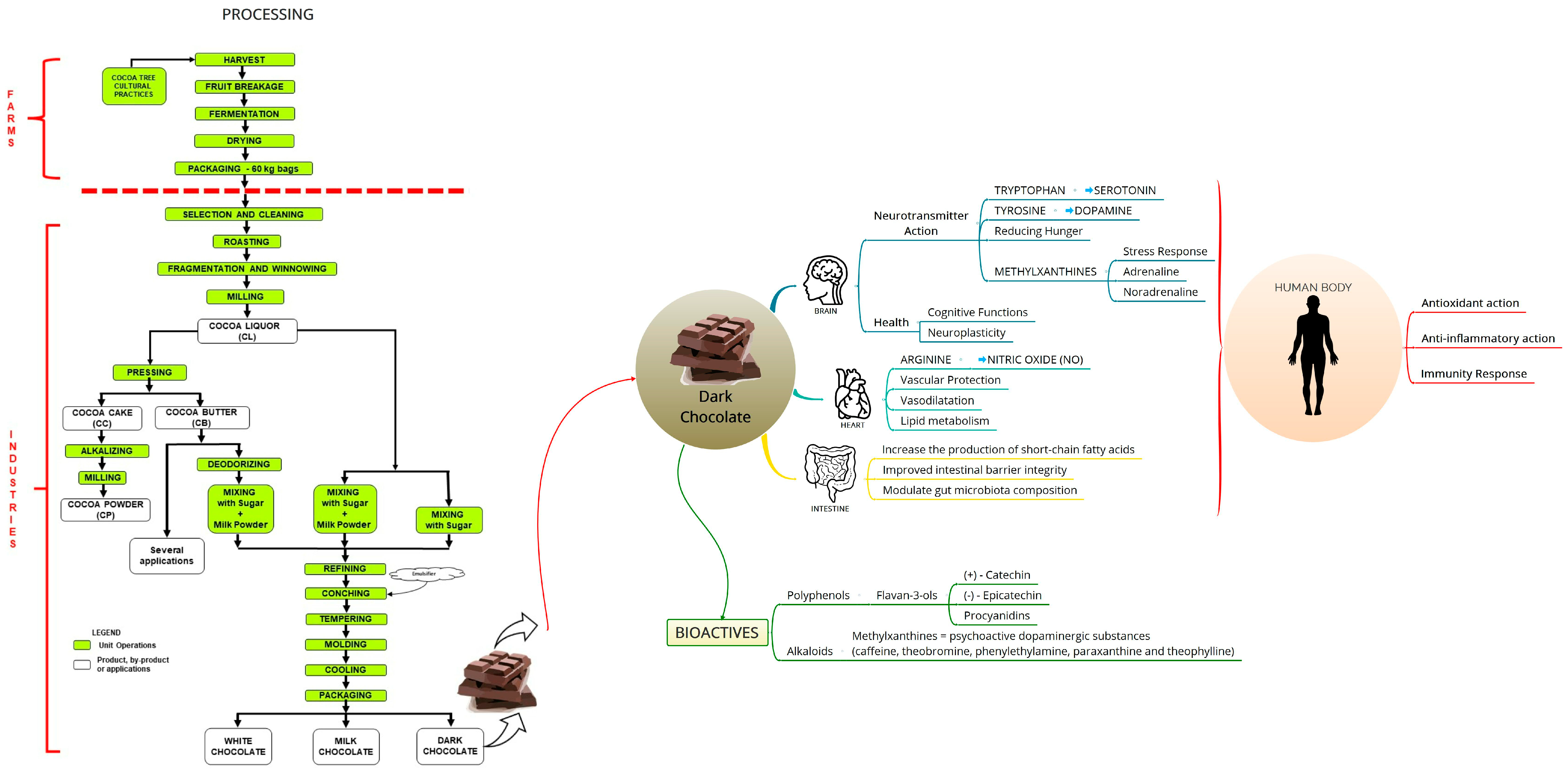 Chocolate processing, bioactive compounds and effects on human nutrition